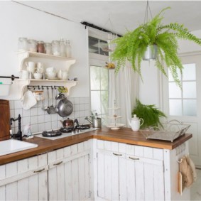 Felce interna sotto il soffitto della cucina