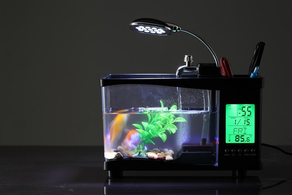 montre d'aquarium