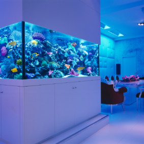 aquarium dans l'appartement