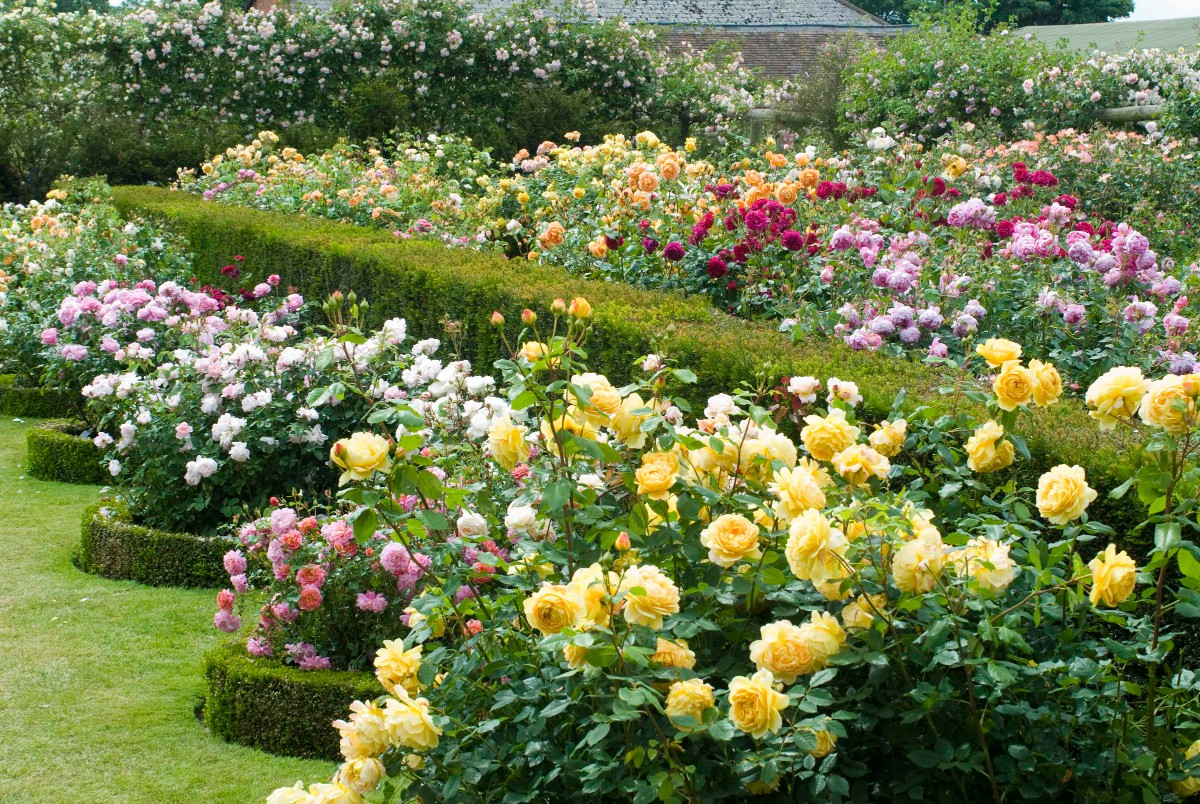 parterre de fleurs avec des roses