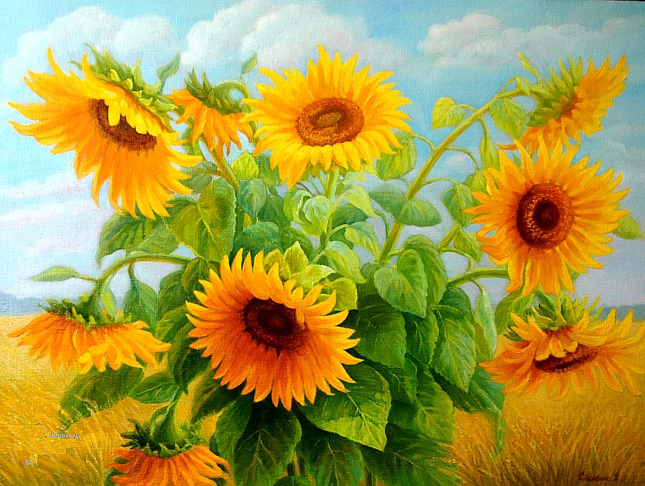 sunflowers