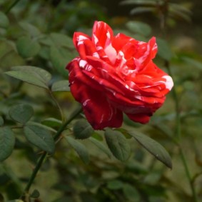 roses pour aménagement paysager idées de décoration