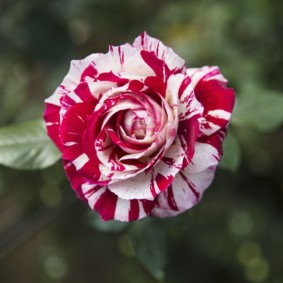 rose per idee di decorazione del paesaggio