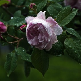 rose per idee di decorazione del paesaggio