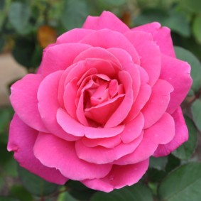 rose per l'abbellimento degli interni