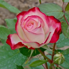 rose per la foto degli interni di progettazione del paesaggio