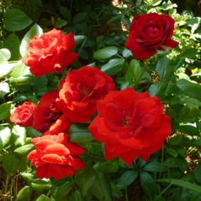 roses pour l'aménagement paysager photo intérieur