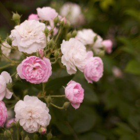 roses pour l'aménagement paysager photo intérieure