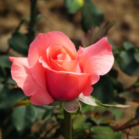 roses pour des idées d'intérieur de conception de paysage