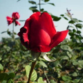 roses pour idées d'aménagement paysager intérieur