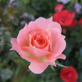 roses pour des idées d'intérieur de conception de paysage