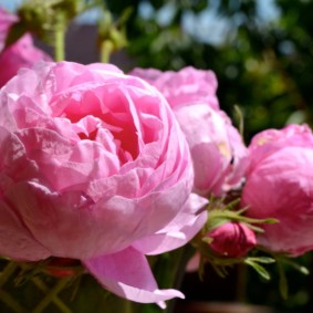 roses pour l'aménagement paysager conception de photos