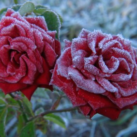 rose per le opzioni di foto di progettazione del paesaggio