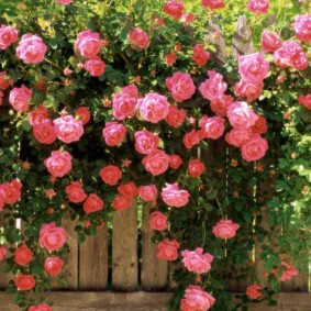 rose per le opzioni di idee paesaggistica