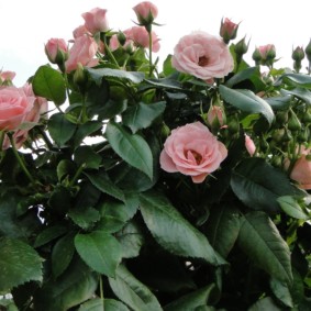 roses pour les types de photos d'aménagement paysager