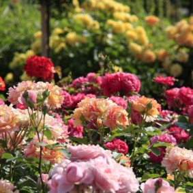 roses pour les espèces photo de conception de paysage