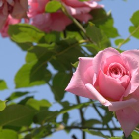 roses pour les espèces photo de conception de paysage