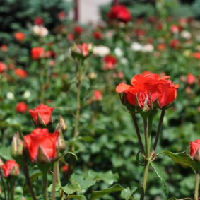 roses pour les idées d'aménagement paysager sortes