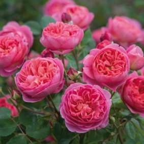 roses pour la conception de paysage examen photo