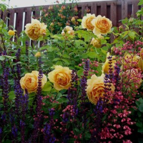 roses pour la conception de paysage examen photo