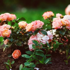 roses pour l'aménagement paysager commentaires photo