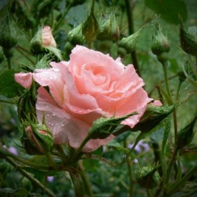 roses pour les idées d'aménagement paysager commentaires