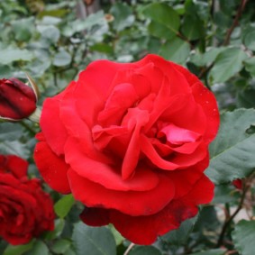 roses pour des idées de photos d'aménagement paysager