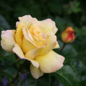 roses pour la décoration paysagère