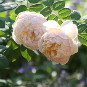 roses pour la décoration paysagère photo