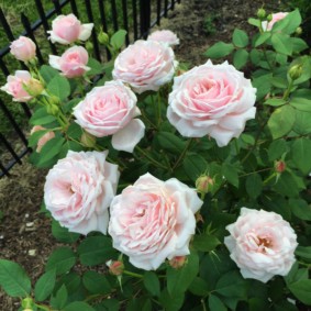 roses pour la décoration photo de paysage