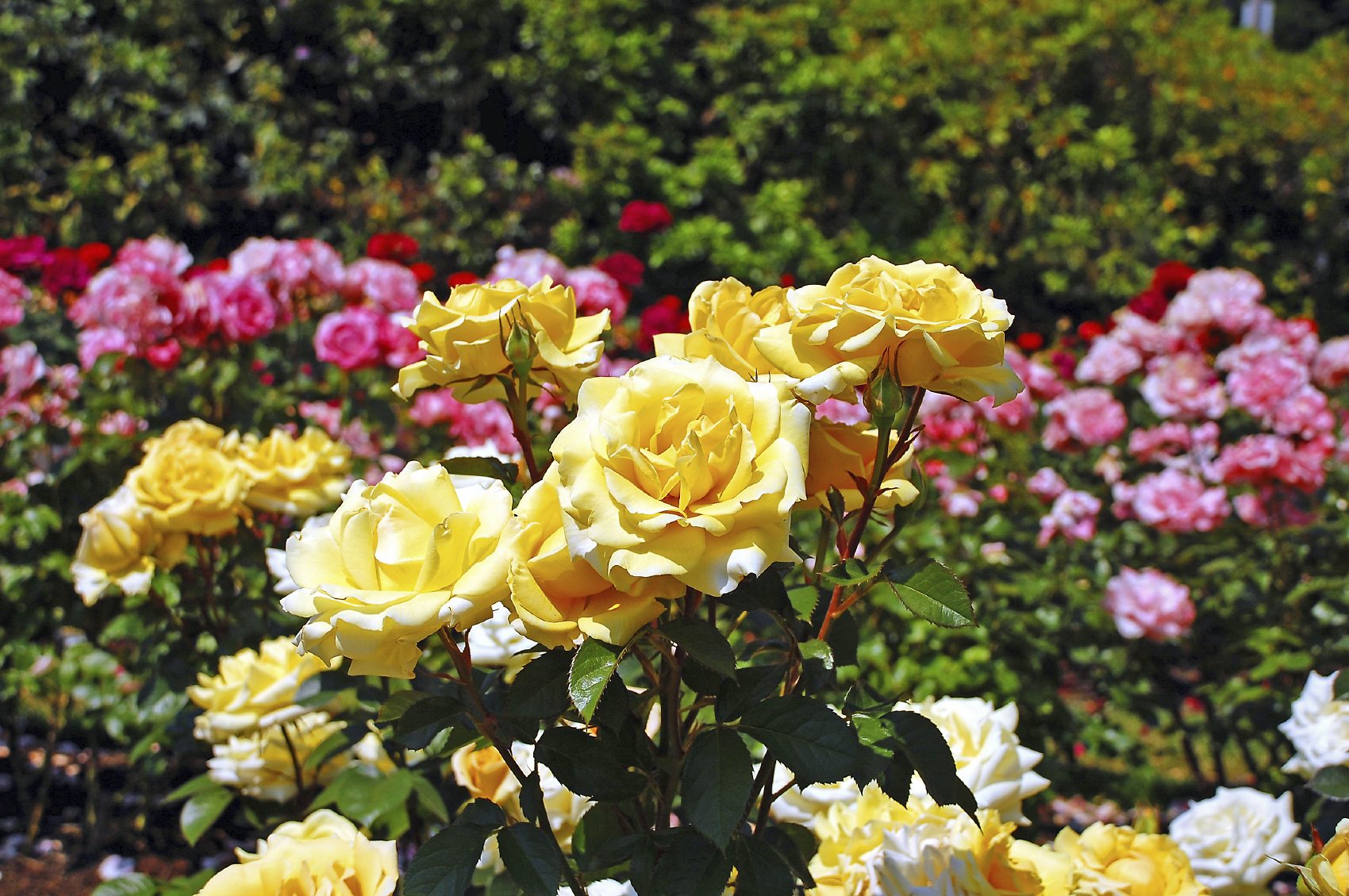 rose nella decorazione della foto di progettazione del paesaggio