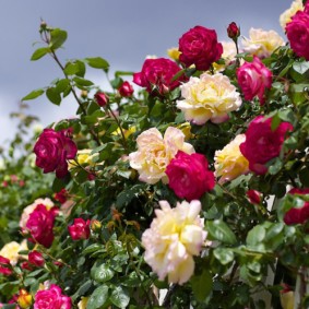 rose nella decorazione della foto di progettazione del paesaggio