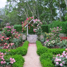 rose in idee fotografiche di progettazione del paesaggio