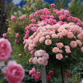 roses dans des idées de décoration de paysage