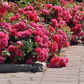 roses dans des idées de décoration de paysage