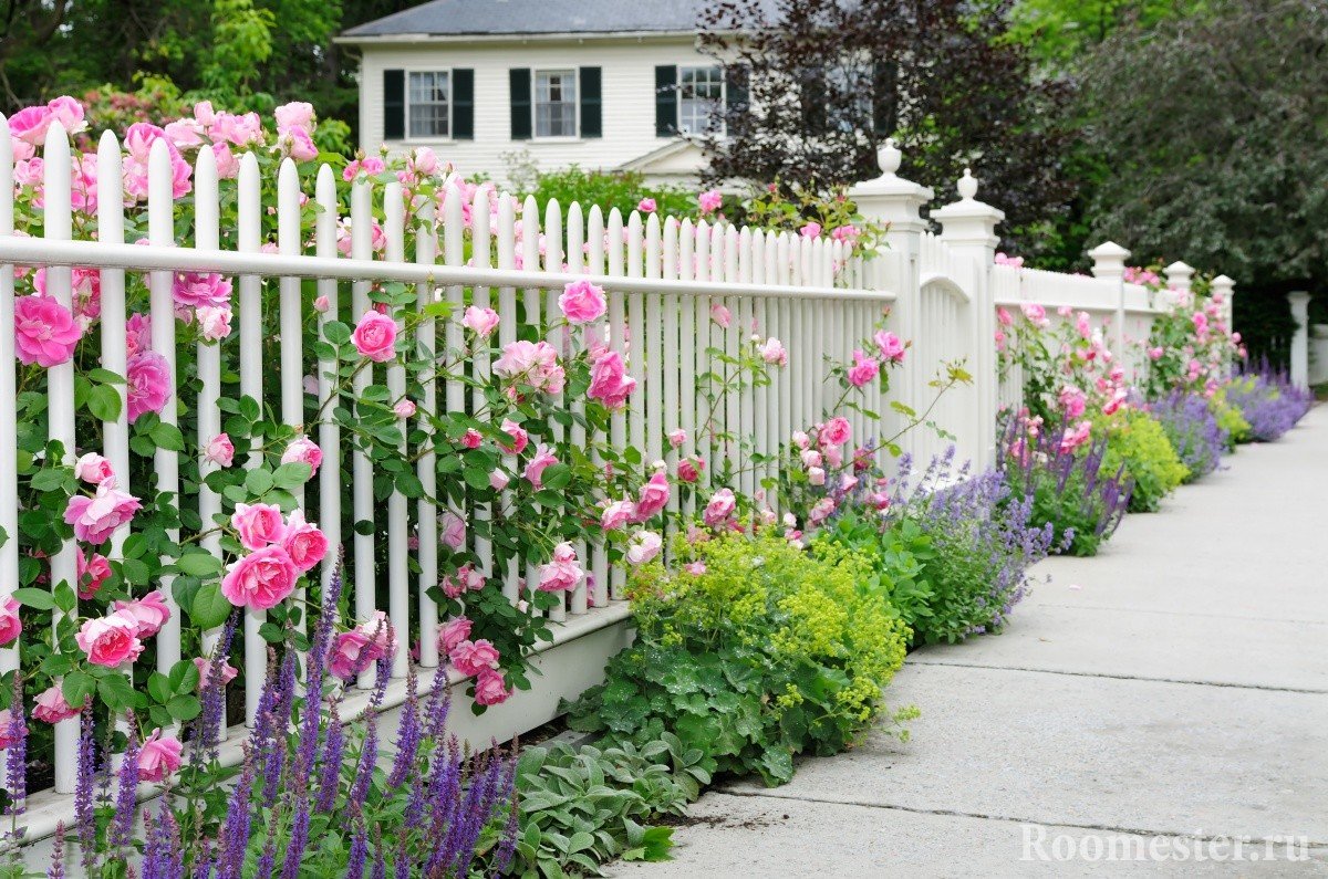 roses dans les options de photo d'aménagement paysager