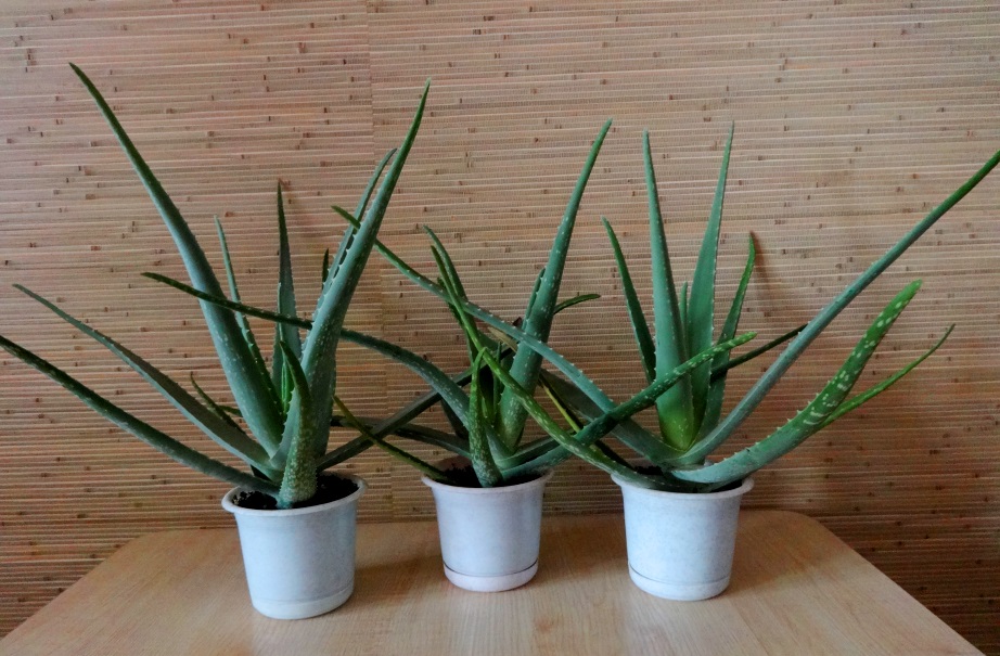 Powerful fleshy leaves of aloe vera in white pots