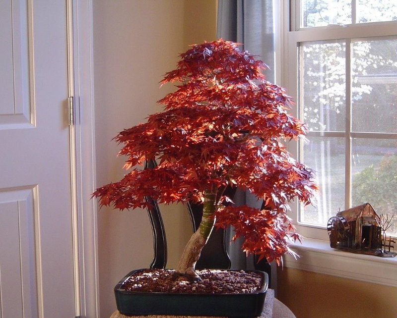 Japanese maple bonsai on a table in an apartment