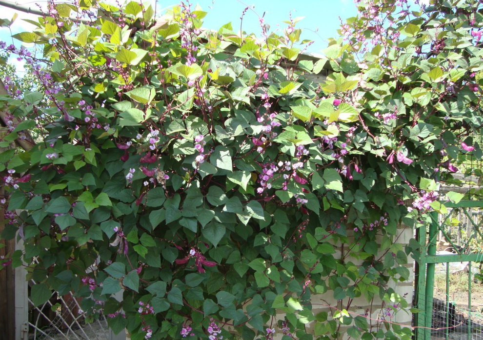 Petite Pergola aux haricots en fleurs