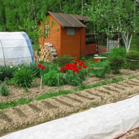 Serre près d'un cabanon en bois