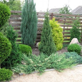 Plantes conifères devant une clôture en bois