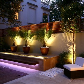 Garden palm trees in wooden tubs