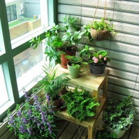 Balcony of the apartment with green plants