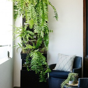 Ferns in the interior of a warmed balcony