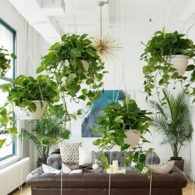 Climbing plants in hanging pots