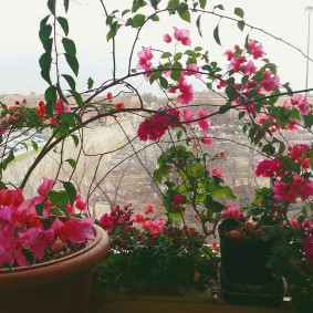 Beautiful flower on the windowsill in the apartment