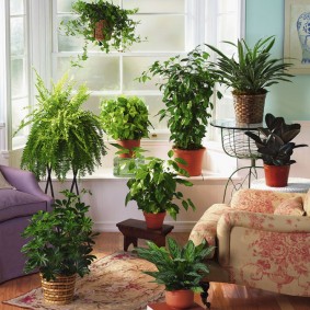 Plastic pots with indoor flowers