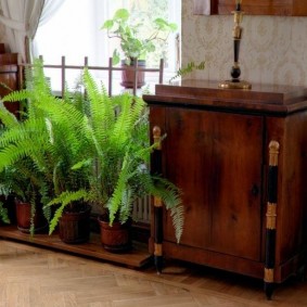 Ferns near a wooden chest of drawers