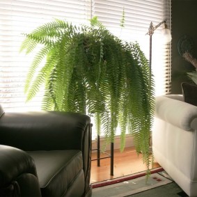 Spreading branches of a home fern