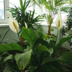 Callas in the interior of a modern apartment